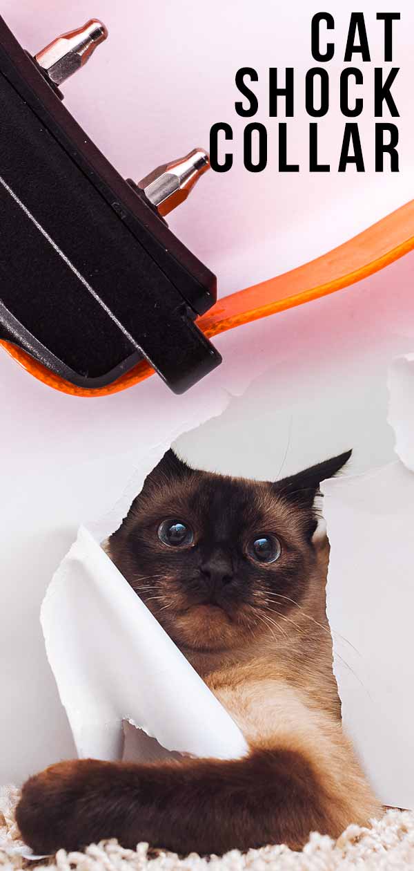Cat Shock Collar Are They Safe And Do They Work?
