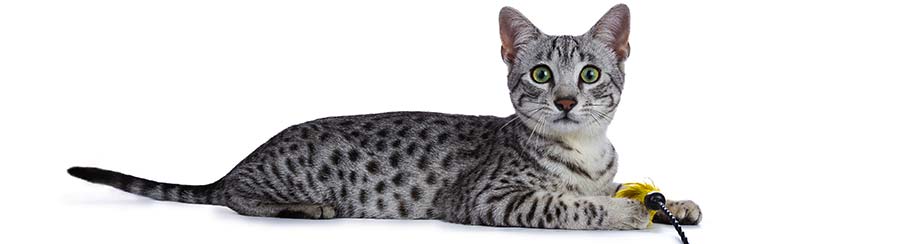 egyptian mau kitten
