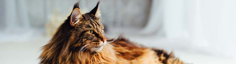 big maine coon cat