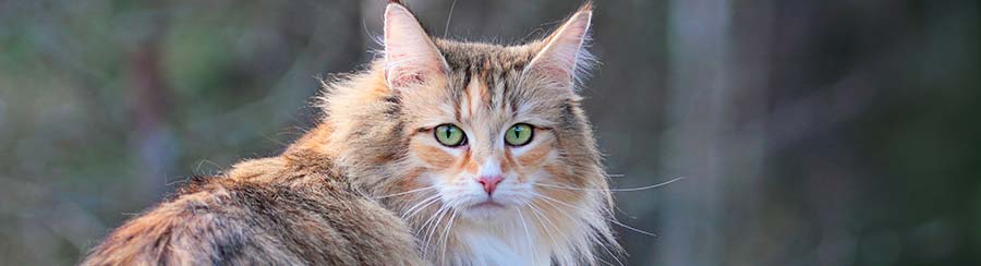 large norwegian forest cat