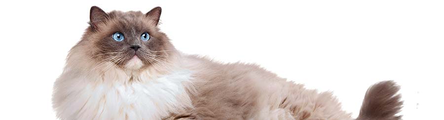 large ragdoll cat