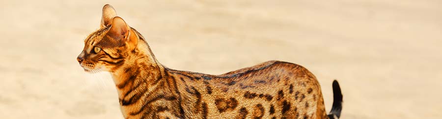 savannah cat