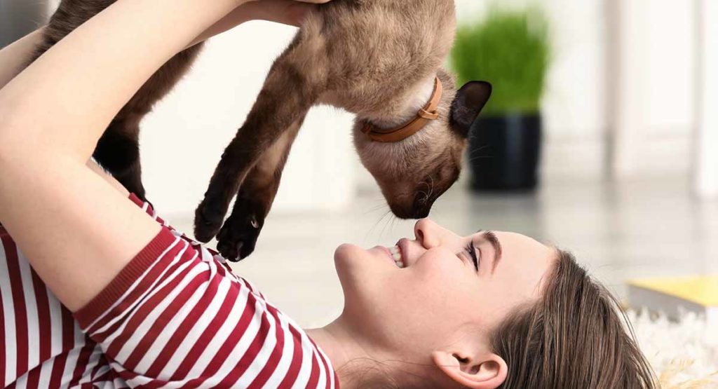 What Is The Most Popular Cat Breed In The World? Feline Organization Ranks Them. - Pennlive.com