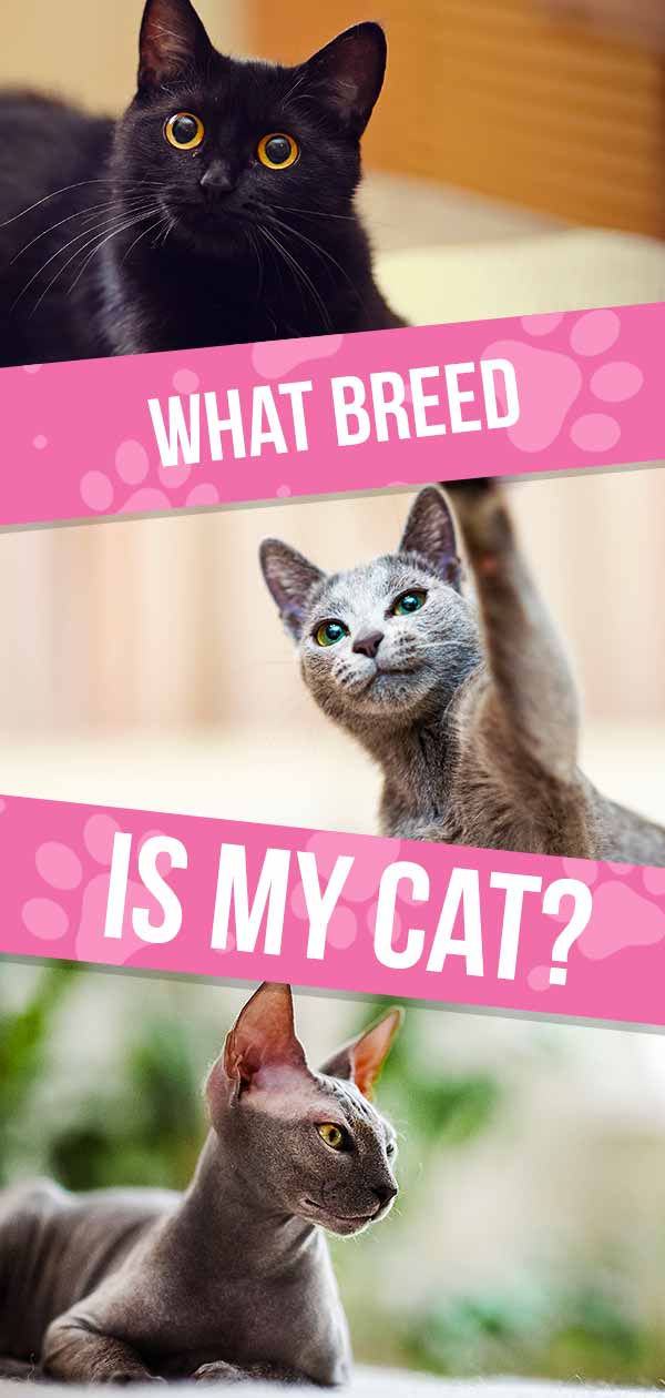 Cat Breeds: How Can I Identify My Cat's Breed?