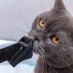 cat hair clippers