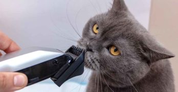 cat hair clippers