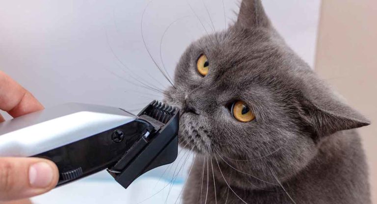 cat hair clippers