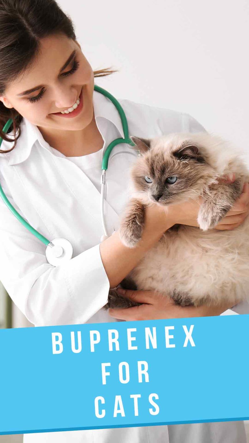 Buprenorphine For Cats How Buprenex Works Dosage Side Effects