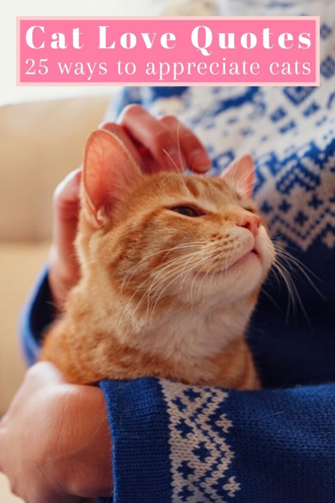 photo of orange cat being cuddled and stroked