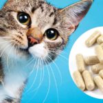 probiotics for cats