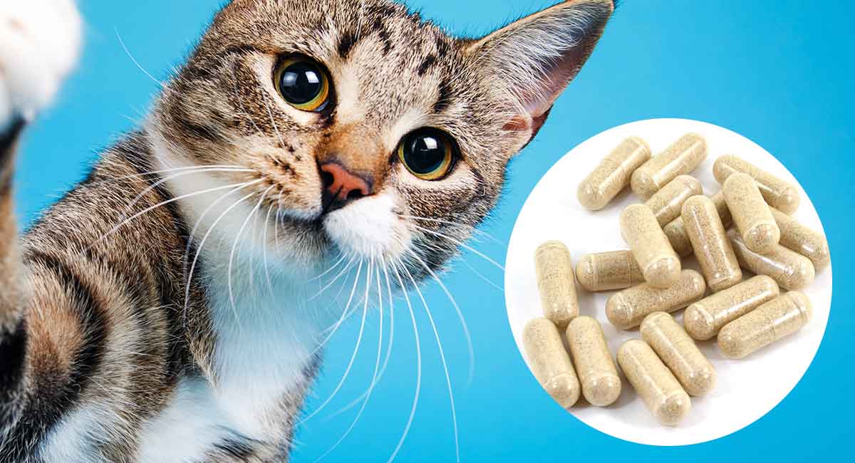 probiotics for cats