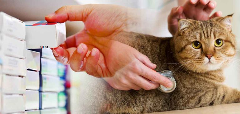 benadryl for cats