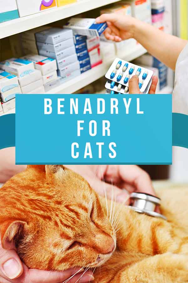 Benadryl For Cats What Is This Drug For And Is It Safe?