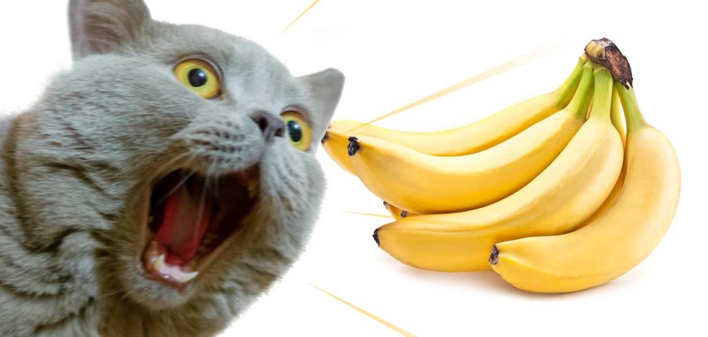 les chats peuvent-ils manger des bananes