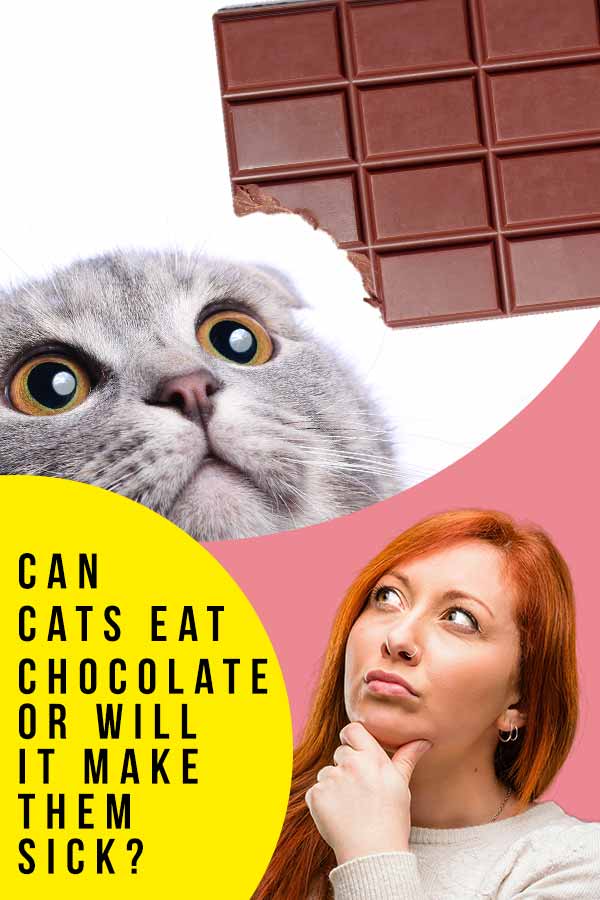 czy koty mogą jeść czekoladę