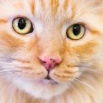 cat freckles