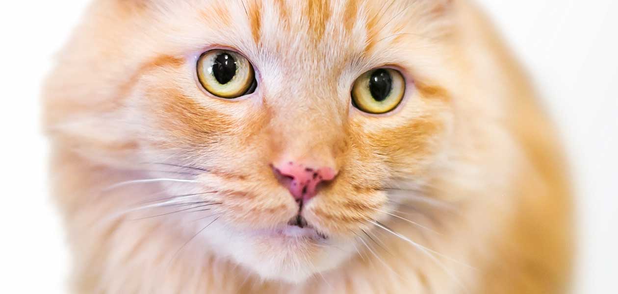 What Is The Black Stuff On My Cats Nose?