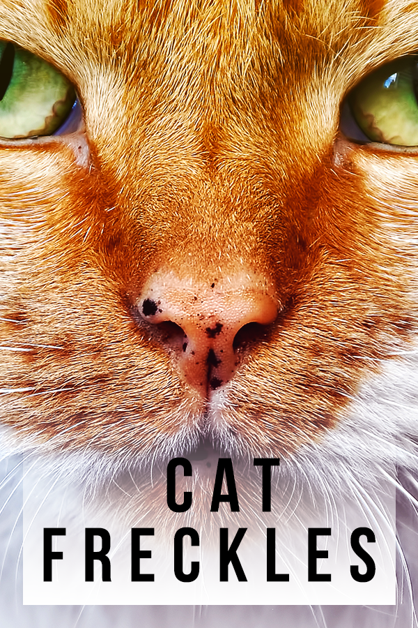cat freckles