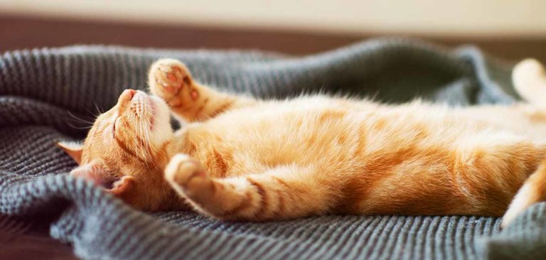 do cats dream