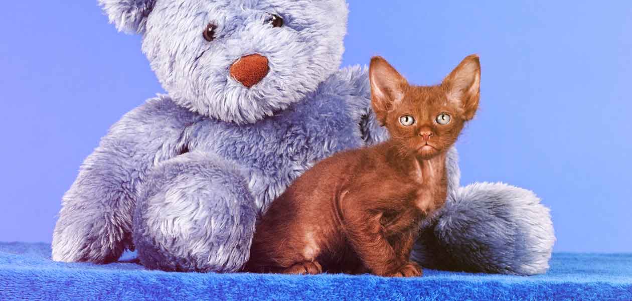 Laperm Cat Breeders – Cute of Animals
