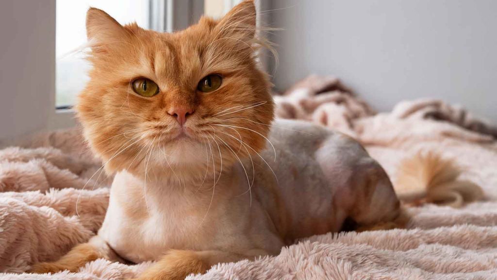 lion cut cat