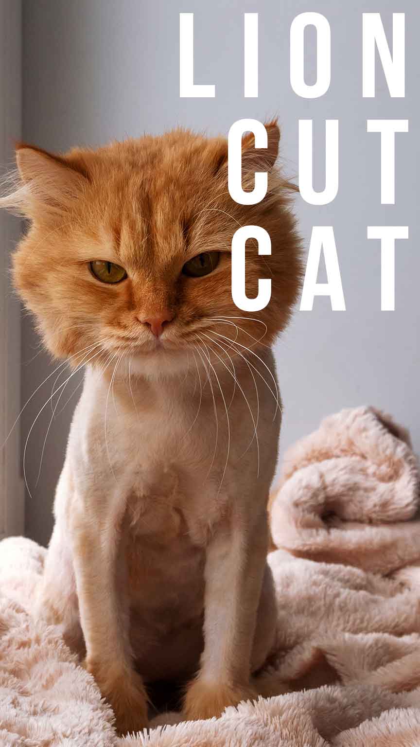 lion cut cat