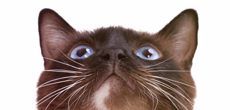 Snowshoe Cat Breed Information Center – A Complete Guide