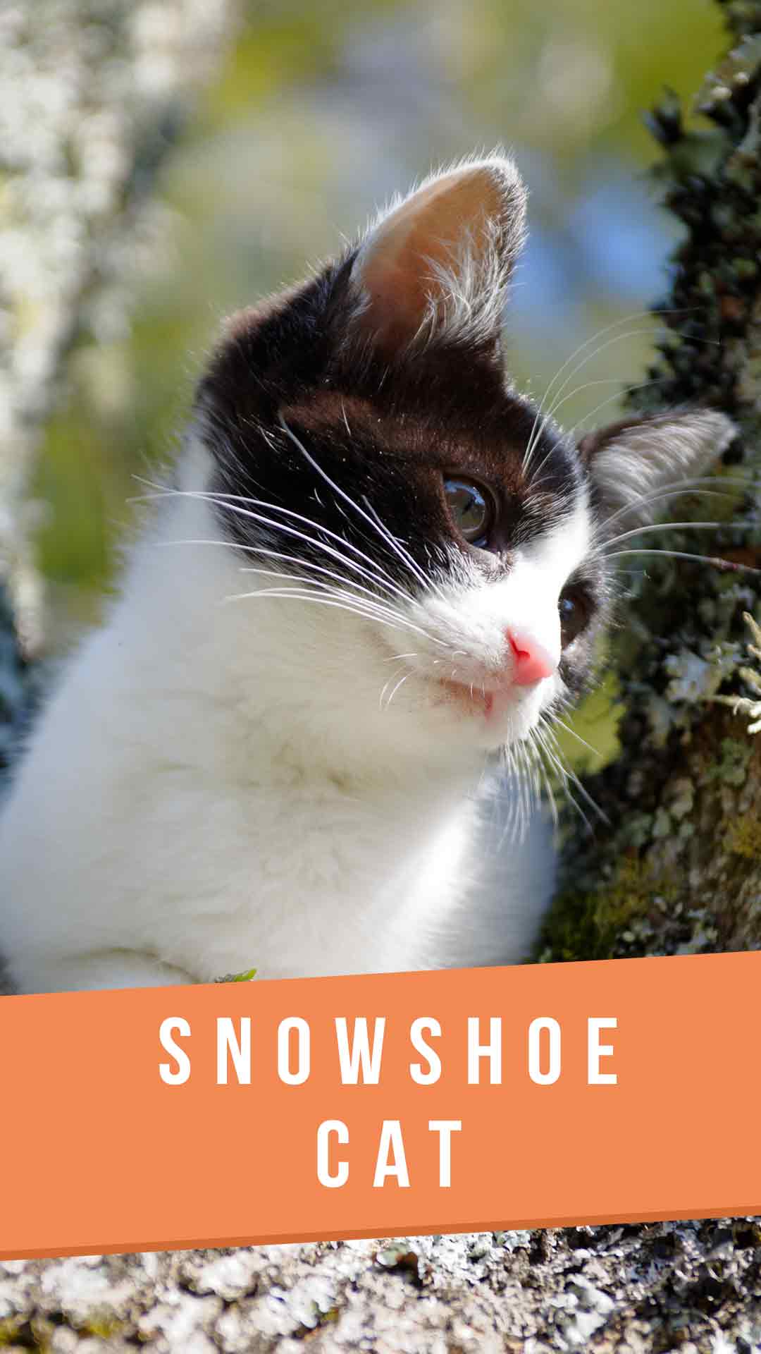Snowshoe Cat Breed Information Center A Complete Guide