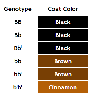 Cat Colors - Unravelling The Secrets Of Cats' Beautiful Coats