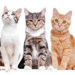 cat colors