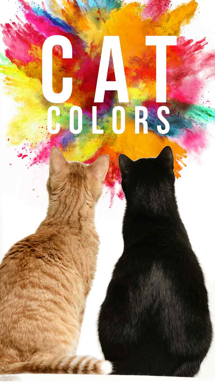 Cat Colors - Unravelling The Secrets Of Cats' Beautiful Coats