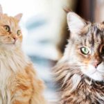 domestic longhair vs maine coon