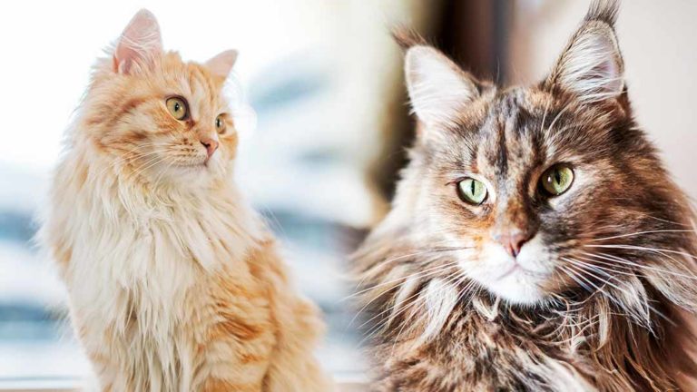 domestic longhair vs maine coon