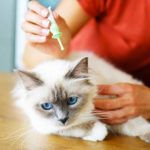 advantix for cats