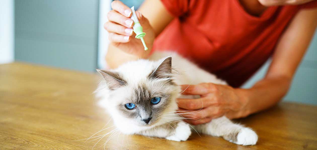 advantix for cats