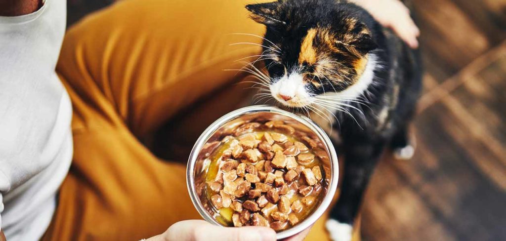 cat with a bowl of homemade cat food