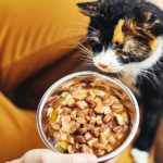 cat with a bowl of homemade cat food