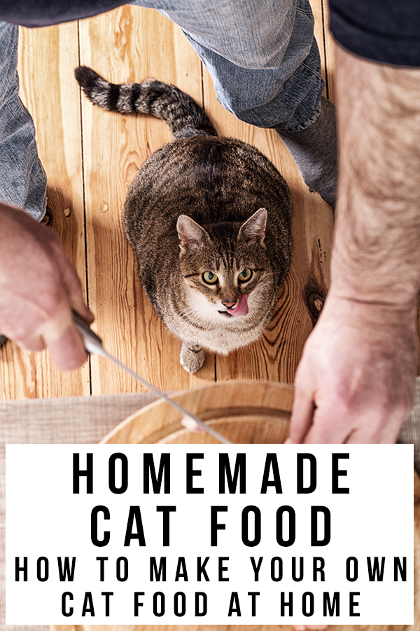 nourriture pour chat maison