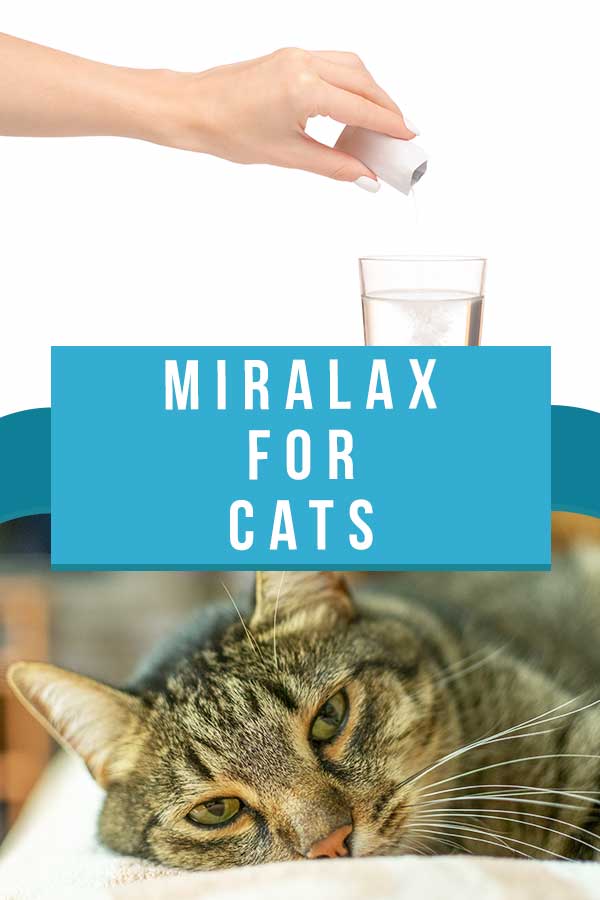 miralax for cats