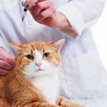 rabies vaccine for cats