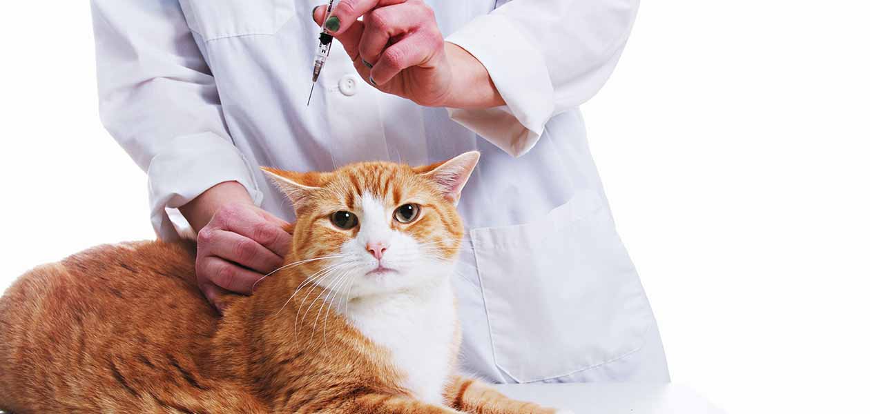 rabies vaccine for cats