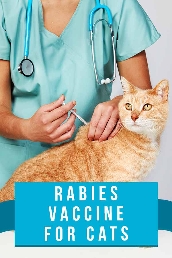 rabies vaccine for cats