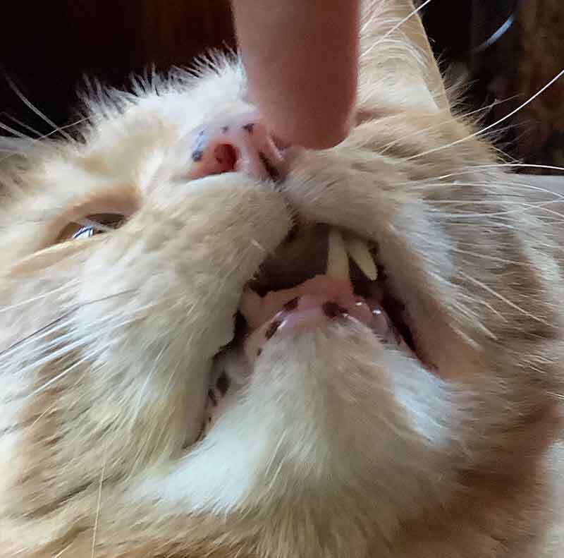 What Causes Black Spots On Cat S Lips Infoupdate