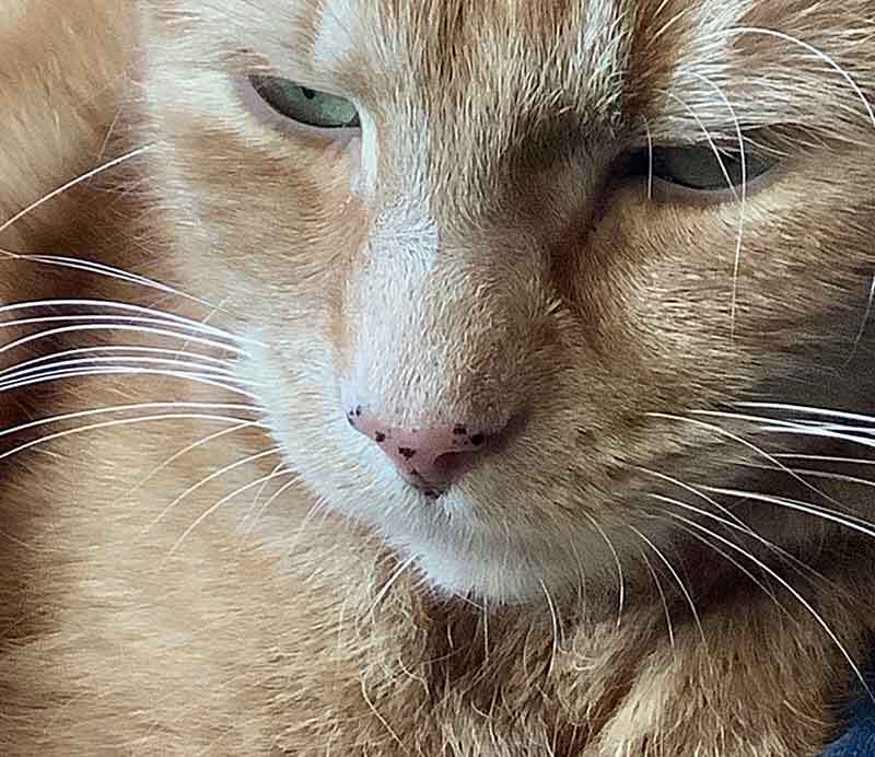 cat freckles on nose