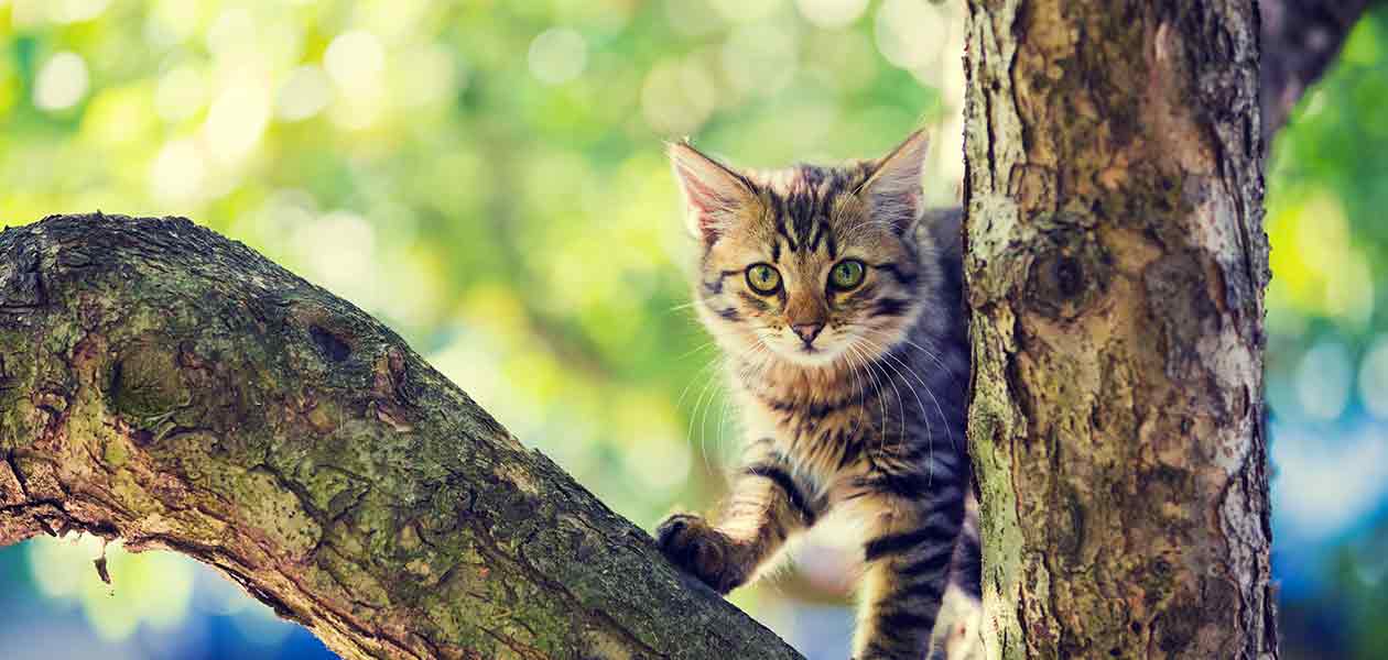 how to get a cat out of a tree