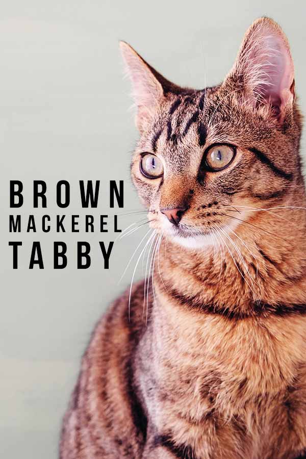 Brown Mackerel Tabby A Complete Guide To This Beautiful Pattern