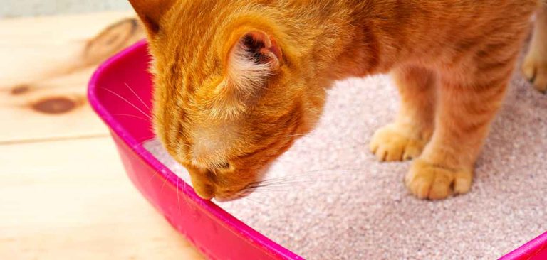 cat constipation