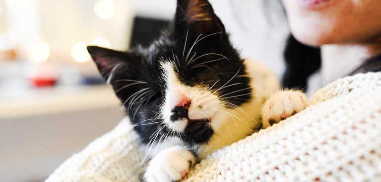 blind cat
