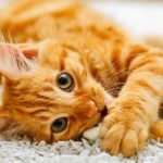 yellow tabby cat