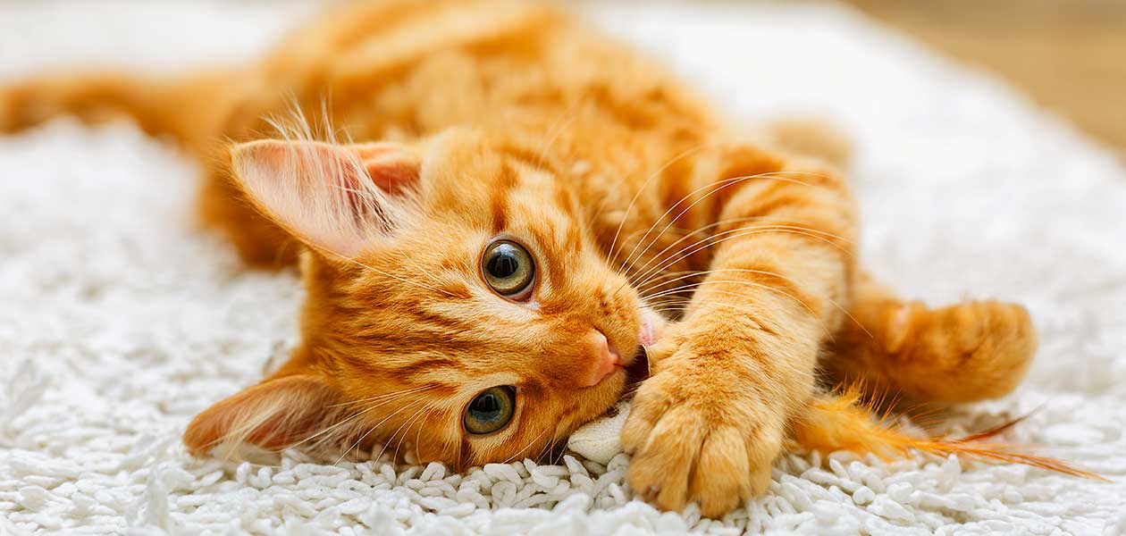yellow tabby kittens